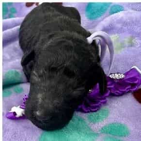 Hialeah - Standard Poodle Female