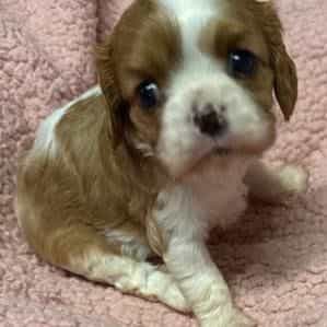 Evie - Cavalier King Charles Spaniel Female