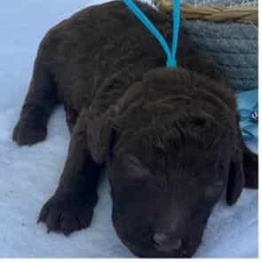 Tampa - Standard Poodle Female