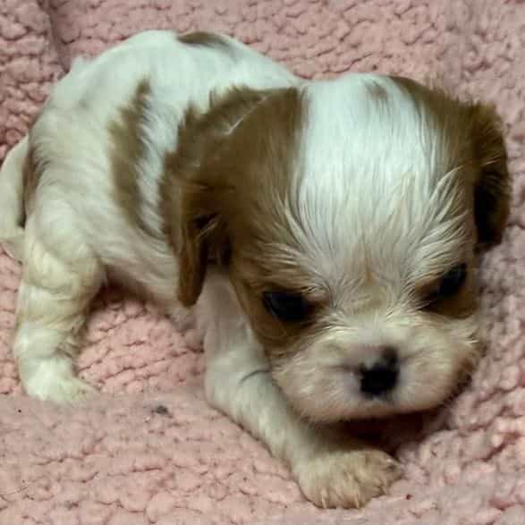 Ella - Cavalier King Charles Spaniel Female
