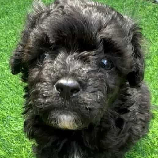 Parker - Maltipoo Male