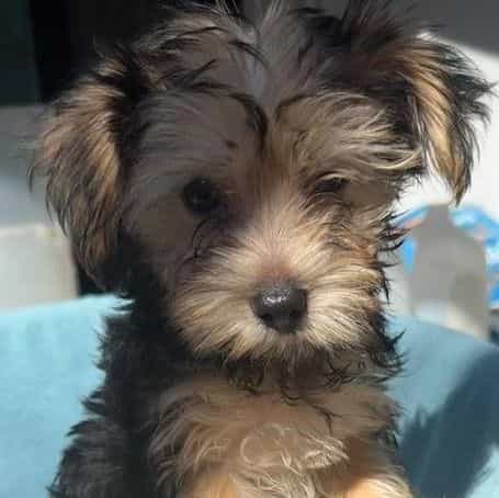 Marcus - Morkie Male