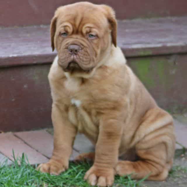 Silver - Dogue de Bordeaux Male