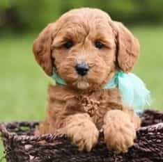 Button - Goldendoodle Female