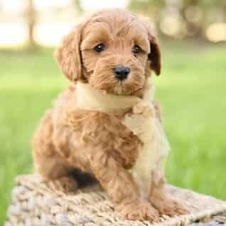 Ladybug - Goldendoodle Female