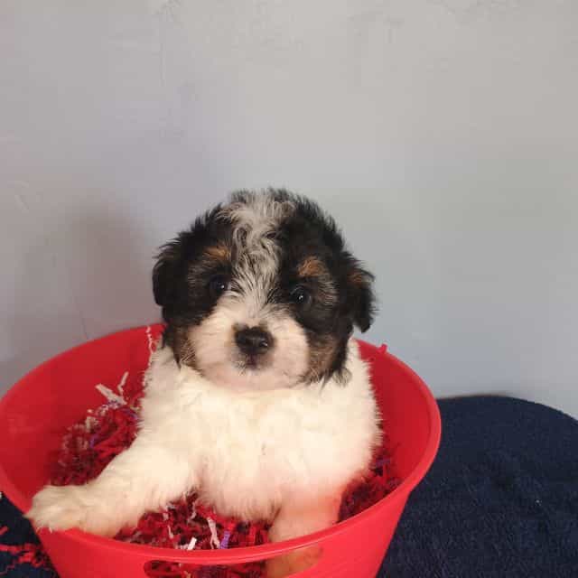 Pumpkin - Pomapoo Male