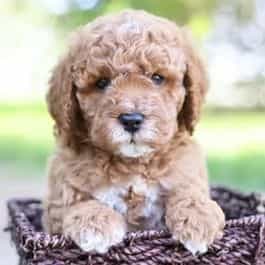 Robin - Goldendoodle Male