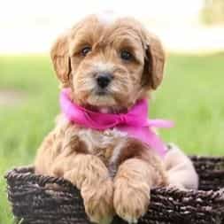 Cupcake - Goldendoodle Female
