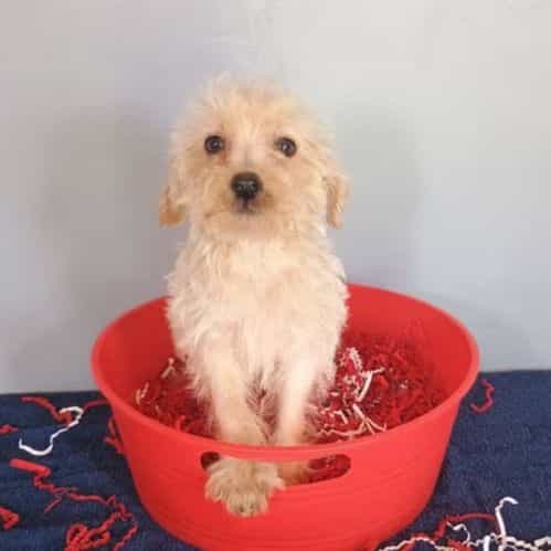 Sweetie - Havapoo Female