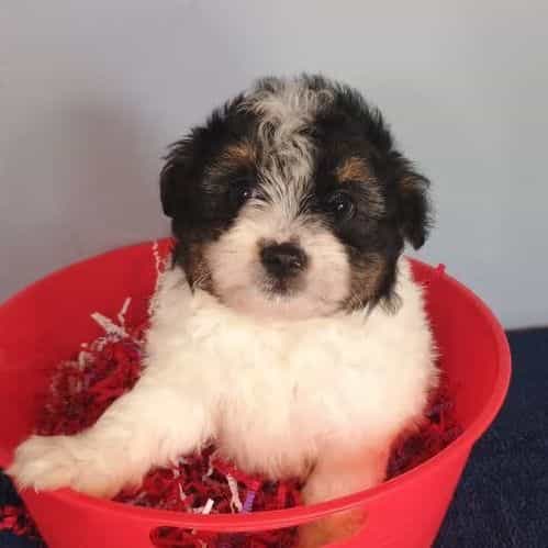 Pumpkin - Pomapoo Male