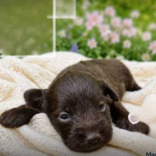 Akc Jacks - Miniature Schnauzer Male