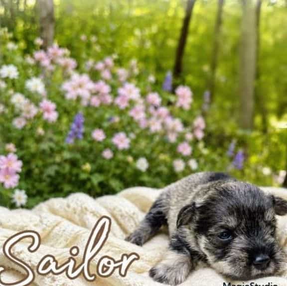 Akc Sailor  - Miniature Schnauzer Male