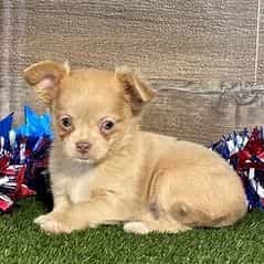 Kelsie - Chihuahua Female