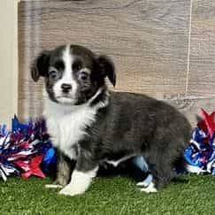 Kara - Chihuahua Female