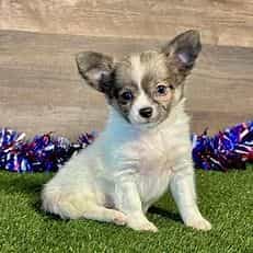 Kyra - Chihuahua Female
