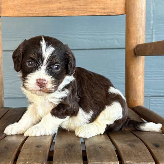 Rigatoni - Cavapoo Male