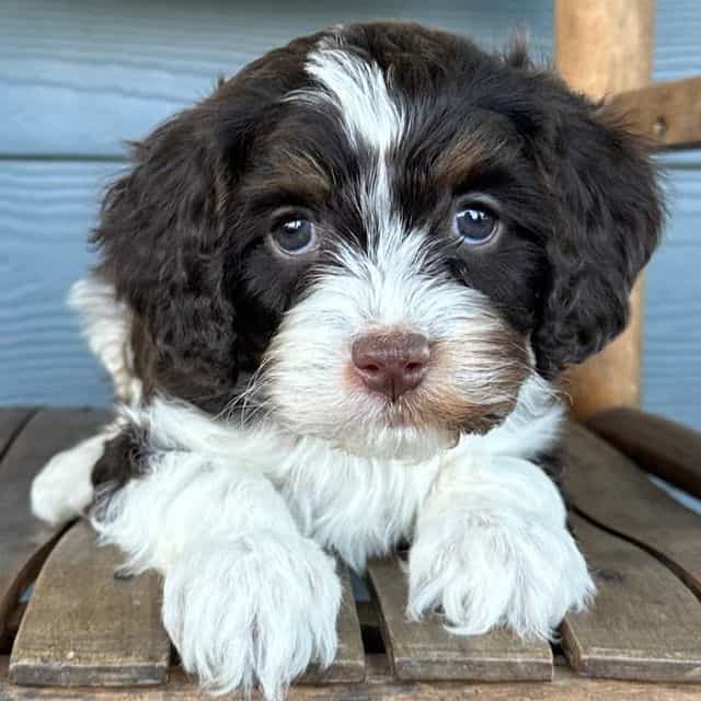 Rigatoni - Cavapoo Male
