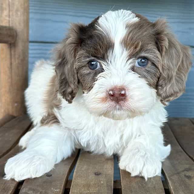 Gnocchi - Cavapoo Male