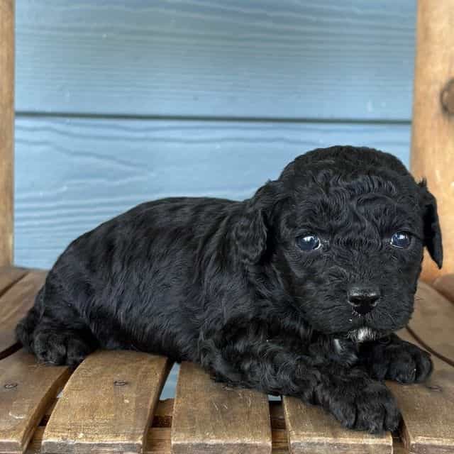 Ink - Cavapoo Female