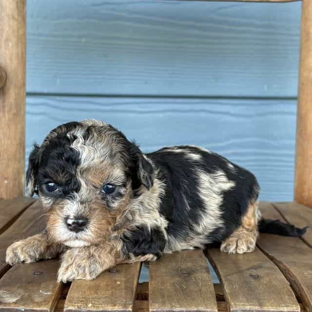 Quill - Cavapoo Male