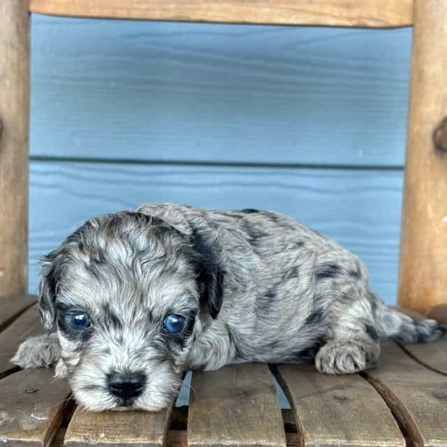 Graphite   - Cavapoo Male