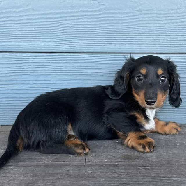 Sonic - Dachshund Male