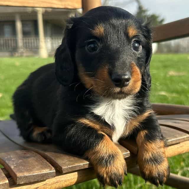 Sonic - Dachshund Male
