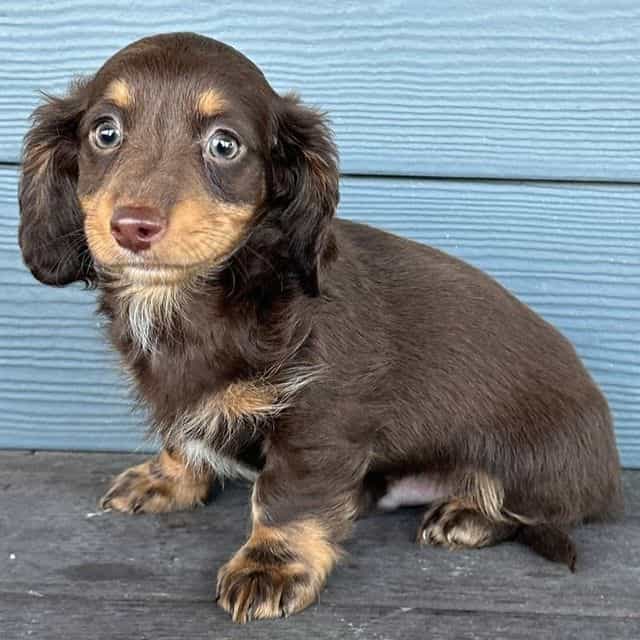 Culver - Dachshund Male