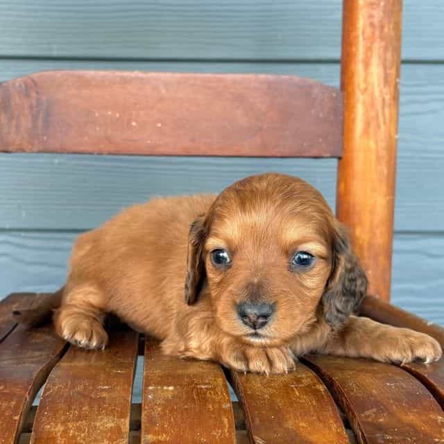 Satin - Dachshund Male