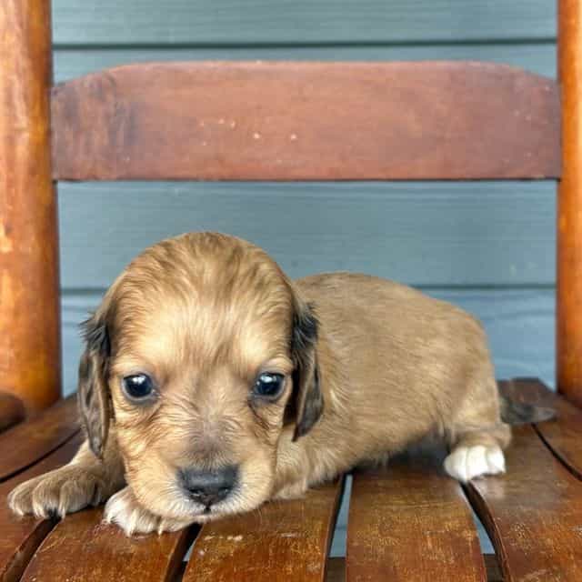 Burlap - Dachshund Male