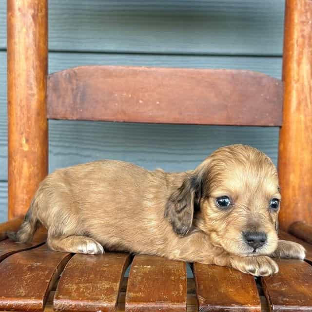 Suede - Dachshund Male