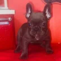 Female 3 - French Bulldog Female