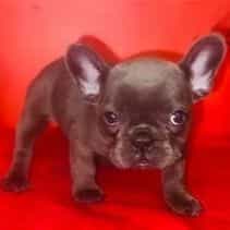 Female 2 - French Bulldog Female