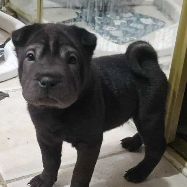 Nails - Chinese Shar-Pei Male