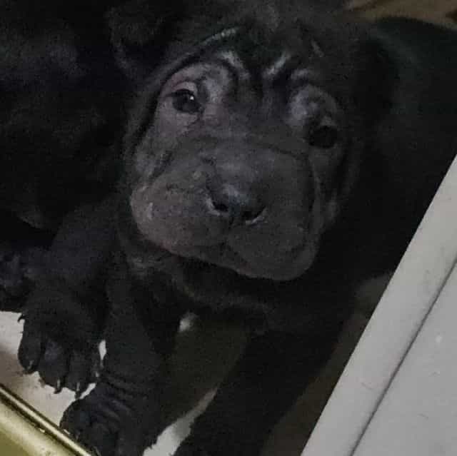 Screws - Chinese Shar-Pei Male