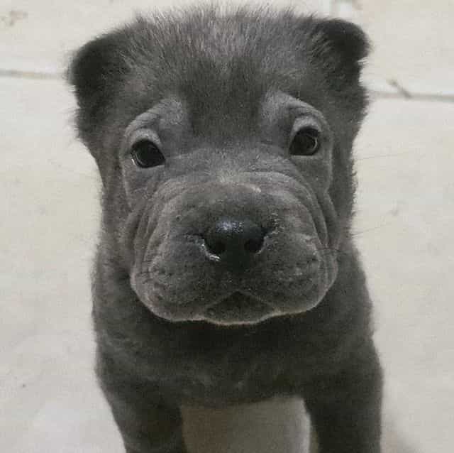 Pieces - Chinese Shar-Pei Male