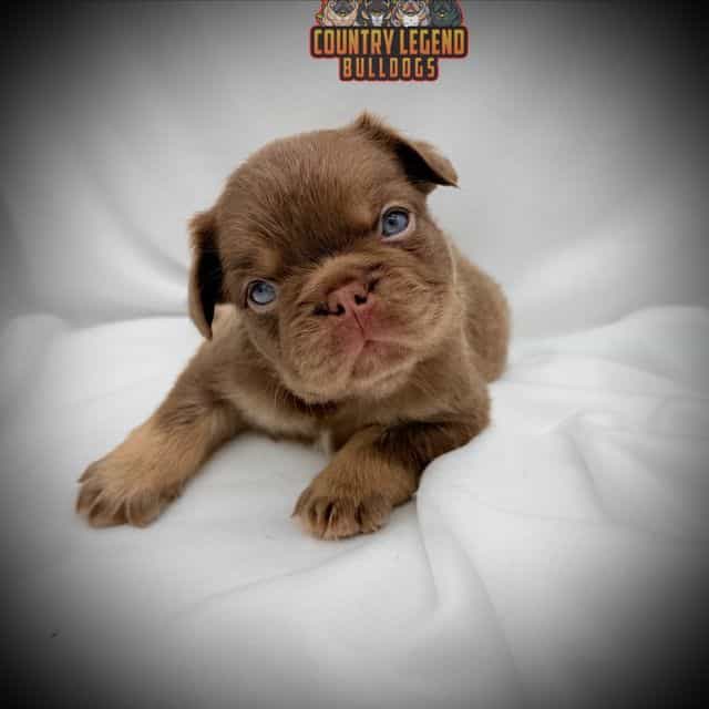 Dannie - French Bulldog Male