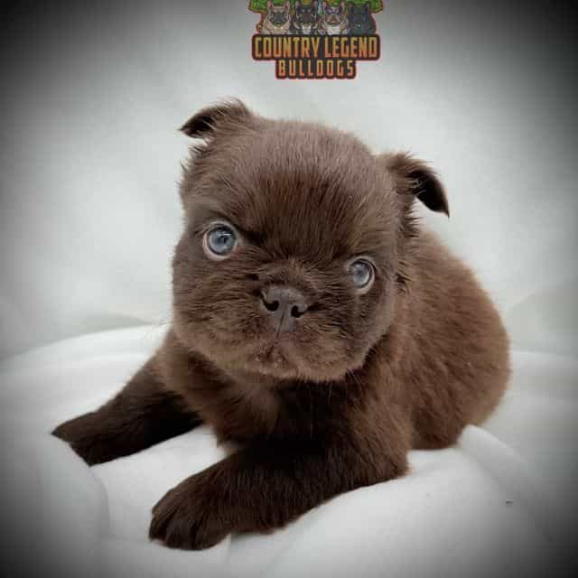Kenicky - French Bulldog Male