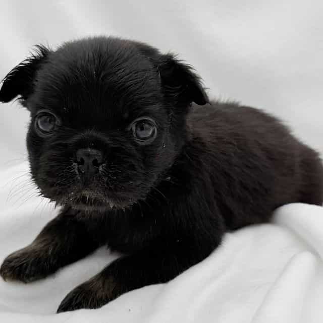 Dude(doody ) - French Bulldog Male