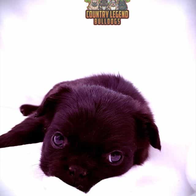 Sandy - French Bulldog Female