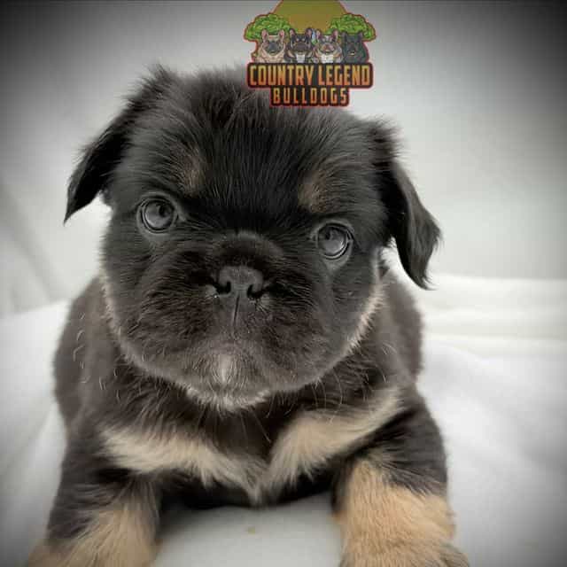 Rizzo  - French Bulldog Female