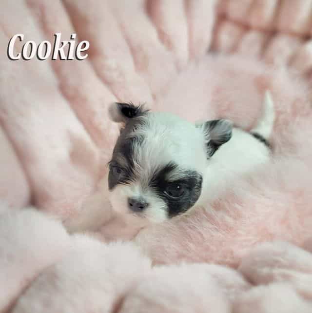 Cookie - Chihuahua Female