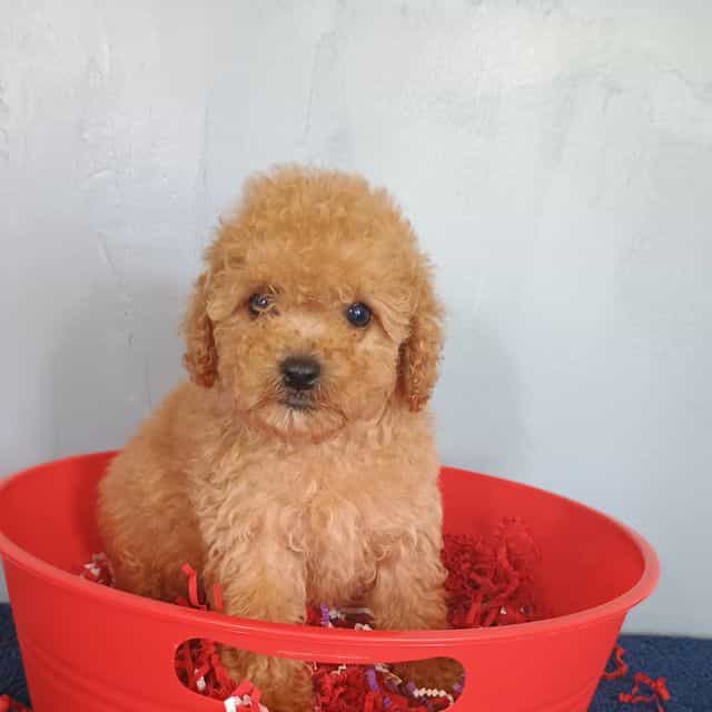 Chelsi - Cavapoo Female