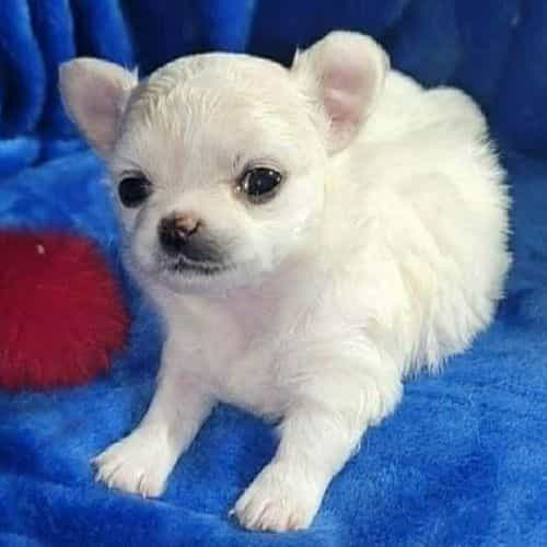 Sasha - Chihuahua Female