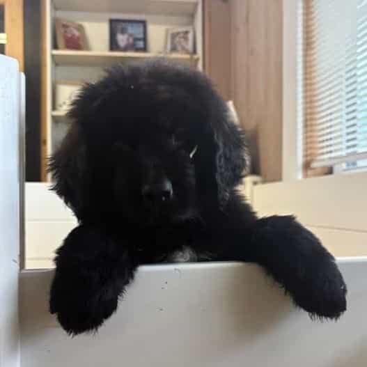 Bae  - Newfoundland Female