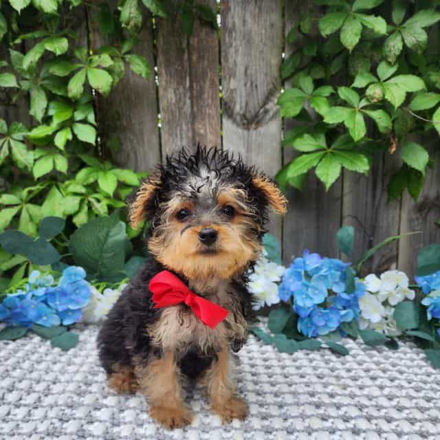 Tiny Timmy - Yorkshire Terrier Male