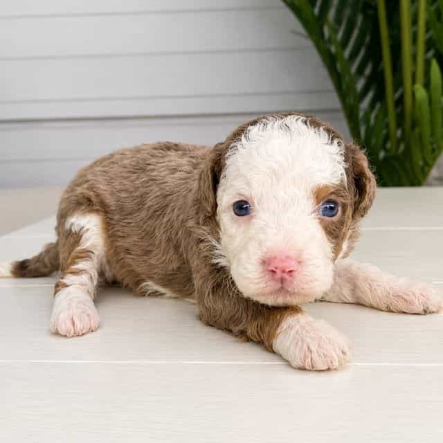 Havana - Bernedoodle Female