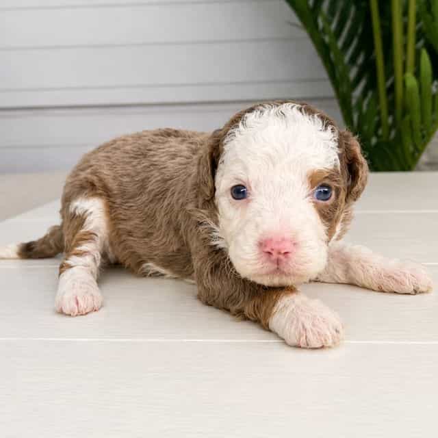 Paris - Bernedoodle Female