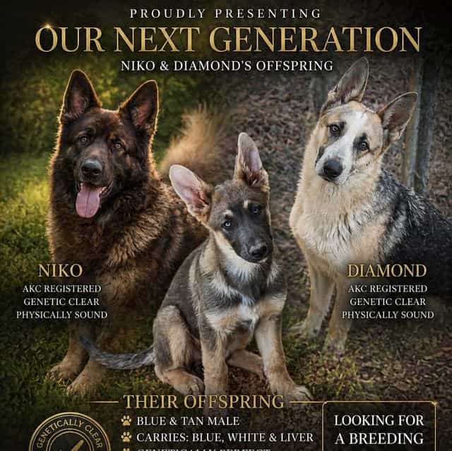 Nimbus - German Shepherd Dog Male