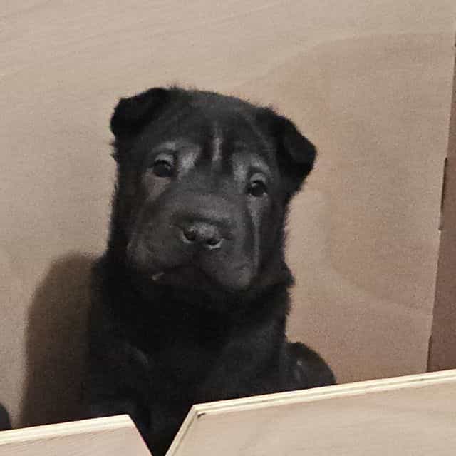 Nails - Chinese Shar-Pei Male
